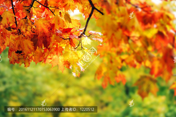 美麗多彩的秋葉在公園里