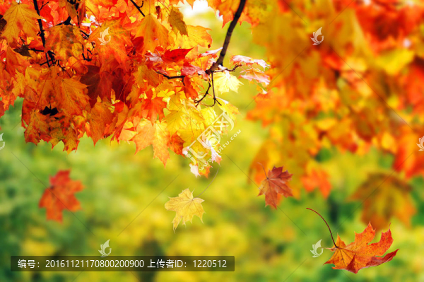 美麗多彩的秋葉在公園里
