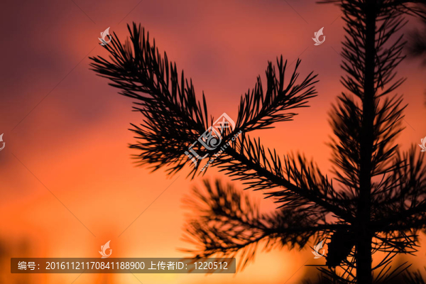 夕陽松支