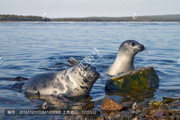 海豹