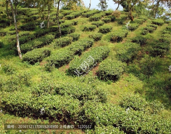 臺灣小茶園