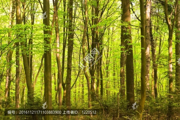 樹