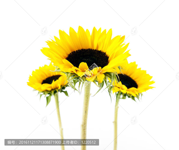 黃色的太陽(yáng)花