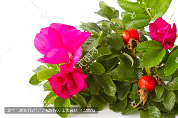 水果和花的臀部
