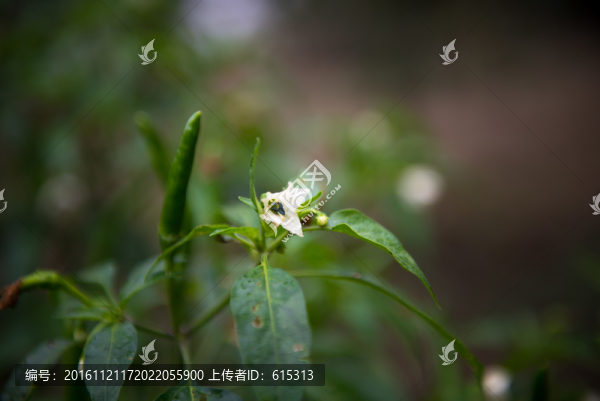 辣椒花,秋天,蔬菜,農(nóng)作物