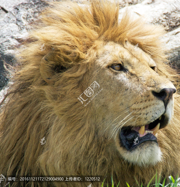 非洲獅（Panthera,leo）
