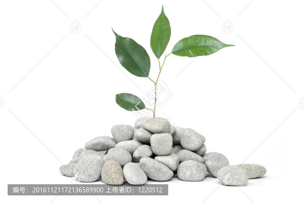 白色背景上的石頭和樹