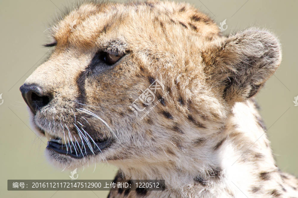 獵豹