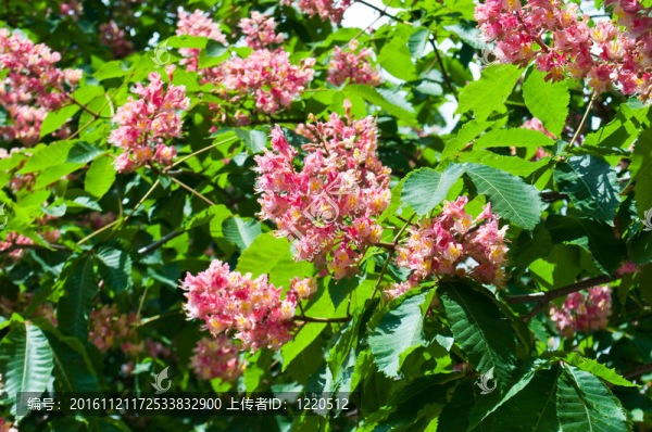 粉紅花裝飾栗子