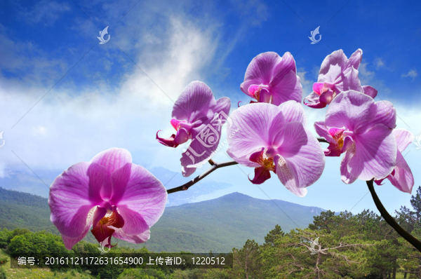 花紫色蘭花