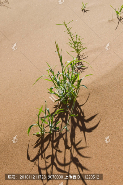 沙漠中的植物