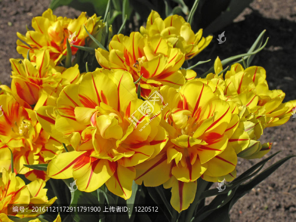 郁金香（Tulipa）春天