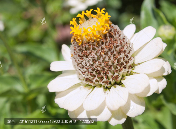 綠色背景上的單朵白花