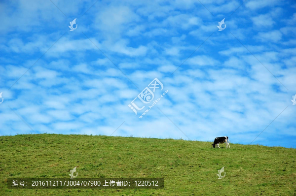 藍(lán)色天空中的牛