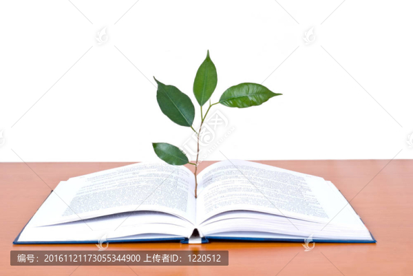 白色背景下的書籍和樹