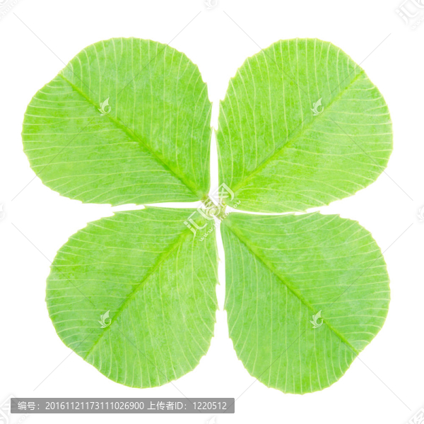 綠色四葉三葉草分離
