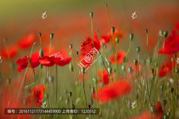 紅玉米罌粟花