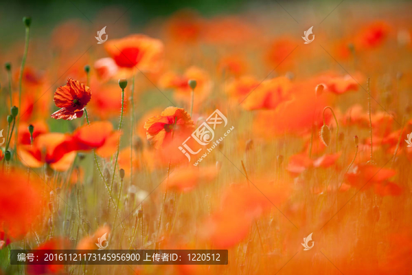 紅玉米罌粟花