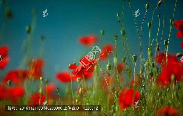 紅玉米罌粟花