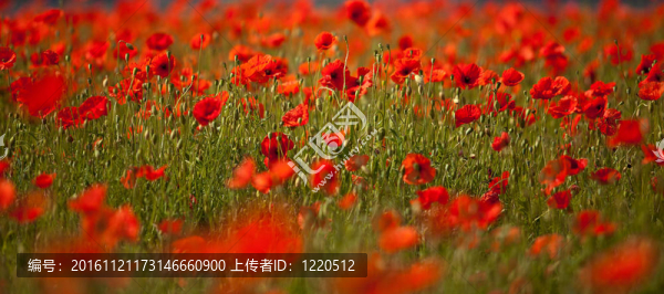 紅玉米罌粟花