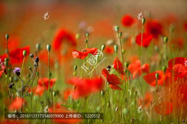 紅玉米罌粟花