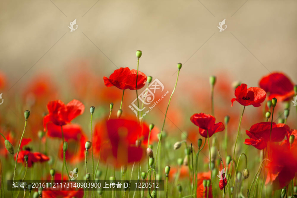 紅玉米罌粟花