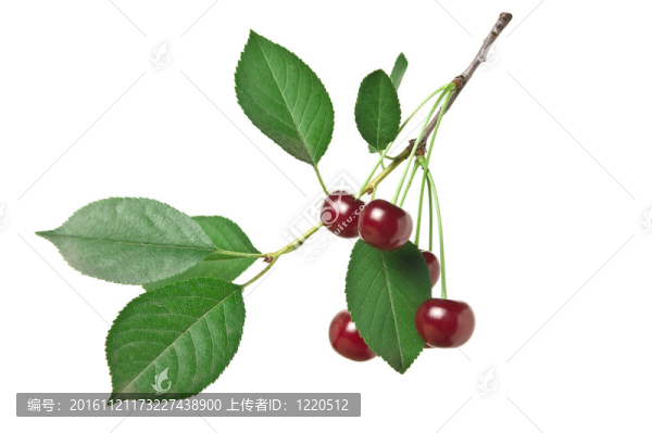 櫻桃櫻桃枝
