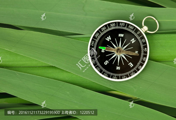 甘蔗葉上的指南針