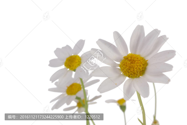 白色的雛菊