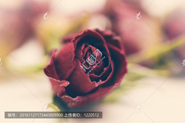 干花紅玫瑰