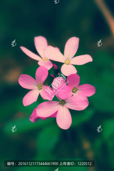 粉紅色的花