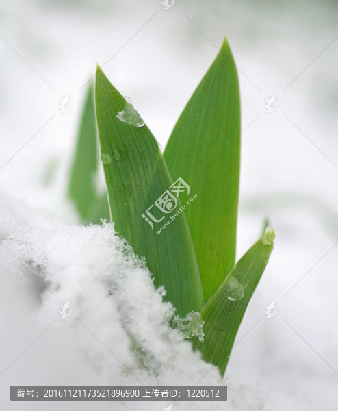 春天的芽在雪中生長(zhǎng)
