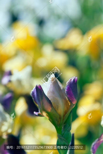 紫色和White,Iris
