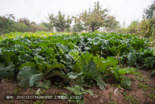 菜園,大白菜,蔬菜,青菜自留地