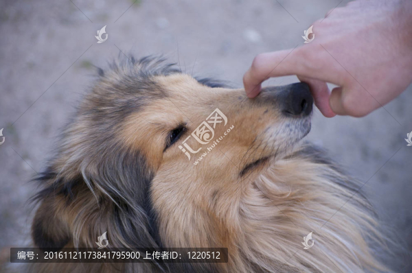 喜樂蒂牧羊犬