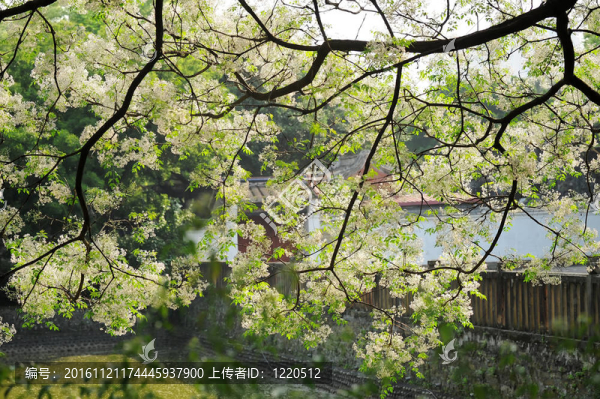 白色的花