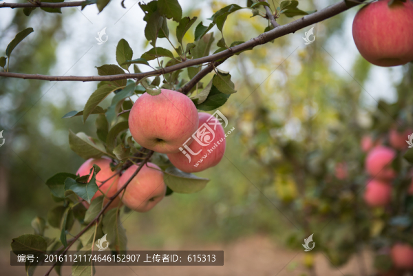 富士蘋果,農(nóng)作物,農(nóng)業(yè),水果