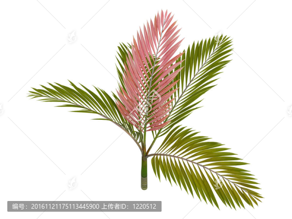 紅色葉棕櫚或Chambeyronia,macrocarpa