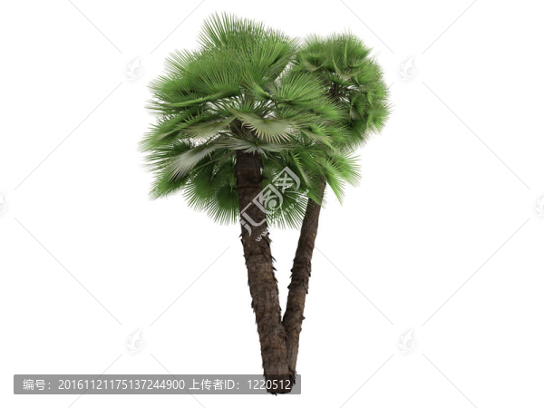歐洲的扇形棕櫚或Chamaerops,humilis
