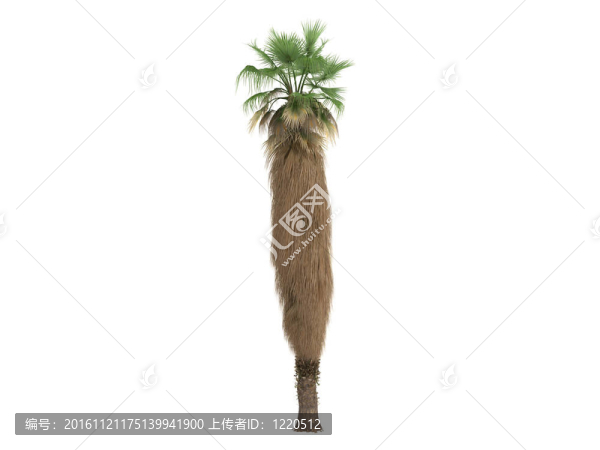 沙漠風(fēng)掌或Washingtonia,filifera