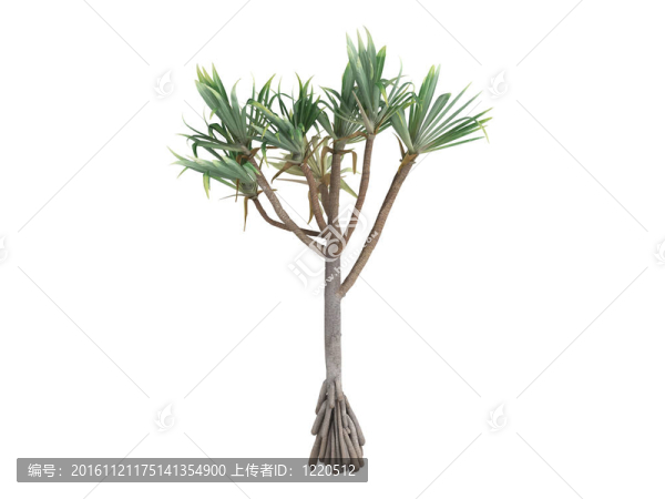 常見的露兜樹和Pandanus,utilis