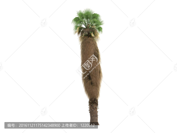 沙漠風(fēng)掌或Washingtonia,filifera