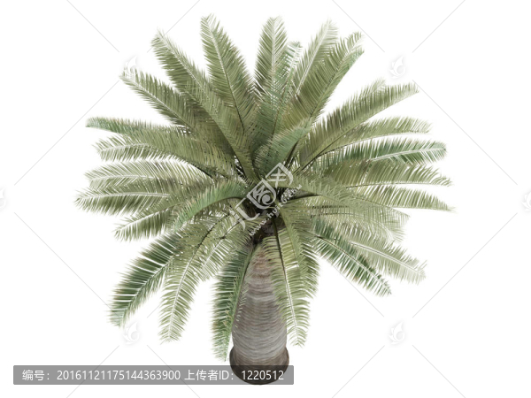 智利酒棕櫚或jubaea,chilensis