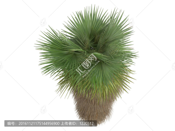 沙漠風(fēng)掌或Washingtonia,filifera