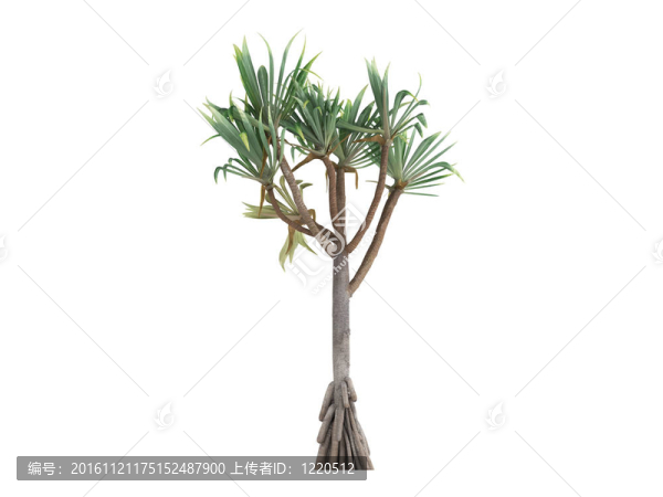 常見的露兜樹和Pandanus,utilis