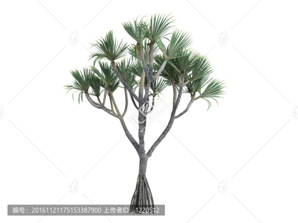 常見(jiàn)的露兜樹(shù)和Pandanus,utilis