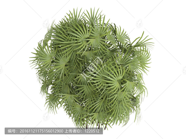 棕櫚或Rhapis棕竹