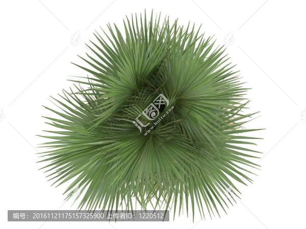 沙漠風(fēng)掌或Washingtonia,filifera