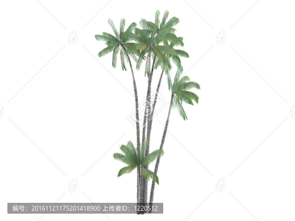 nibung手掌或oncosperma,tigillarium