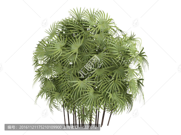 棕櫚或Rhapis棕竹